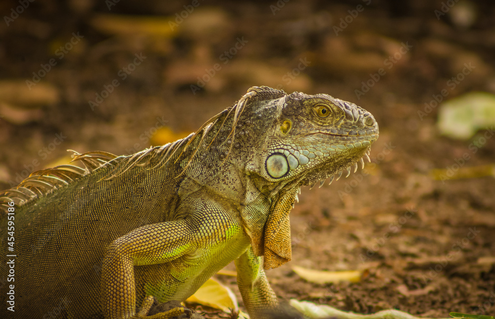 Fototapeta premium iguana verde escamosa en su habitat