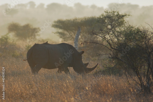 rhino in the savannah