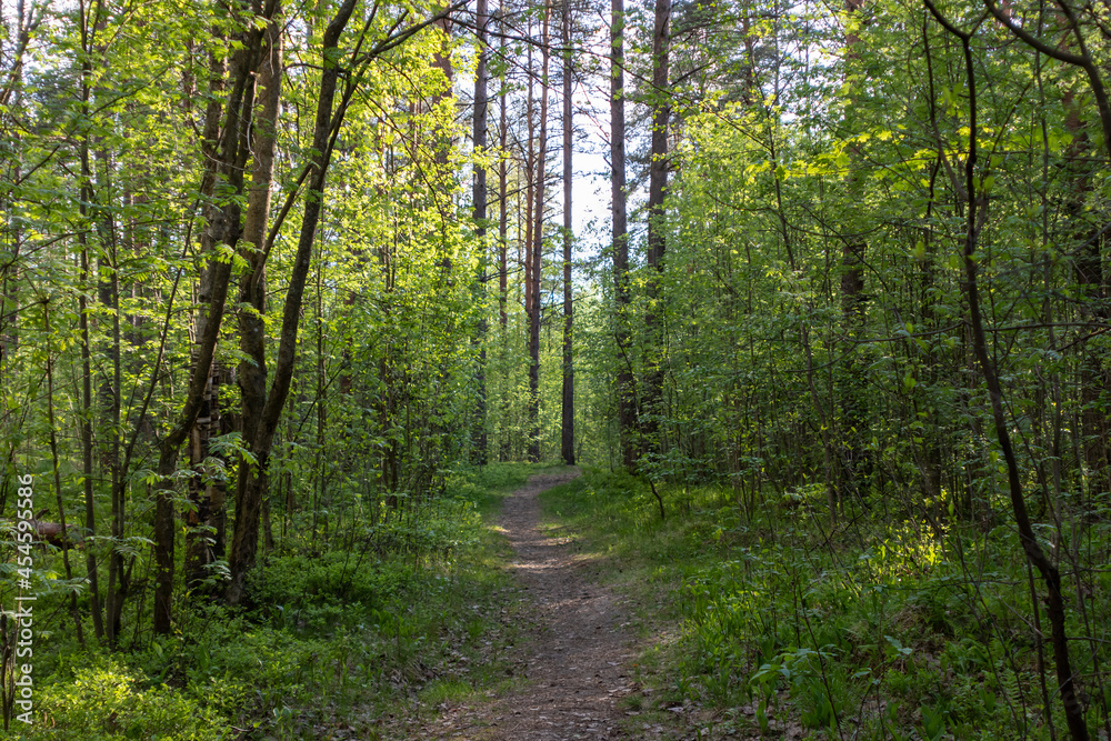 Fototapeta premium a beautiful path in the spring forest