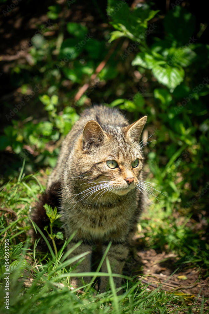 Scottish wildcat in the undergrowth 
