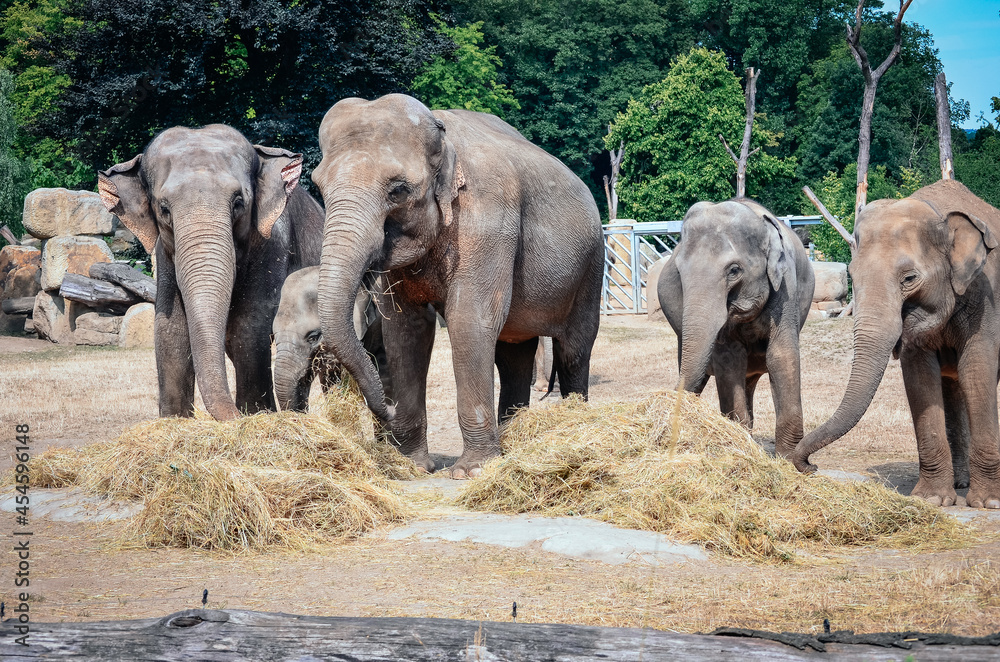 Fototapeta premium a group of elephants playing with hay elephants walking