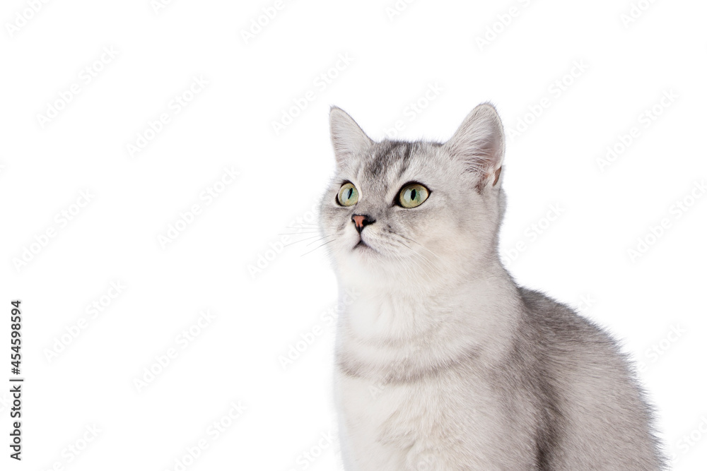 gray scottish kitten isolate on white background
