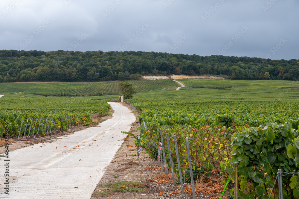 Obraz premium Landscape with green grand cru vineyards near Epernay, region Champagne, France in rainy day. Cultivation of white chardonnay wine grape on chalky soils of Cote des Blancs.