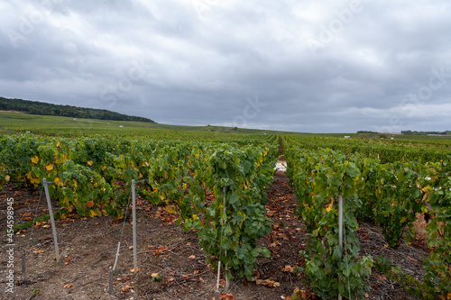 Landscape with green grand cru vineyards near Epernay, region Champagne, France in rainy day. Cultivation of white chardonnay wine grape on chalky soils of Cote des Blancs.