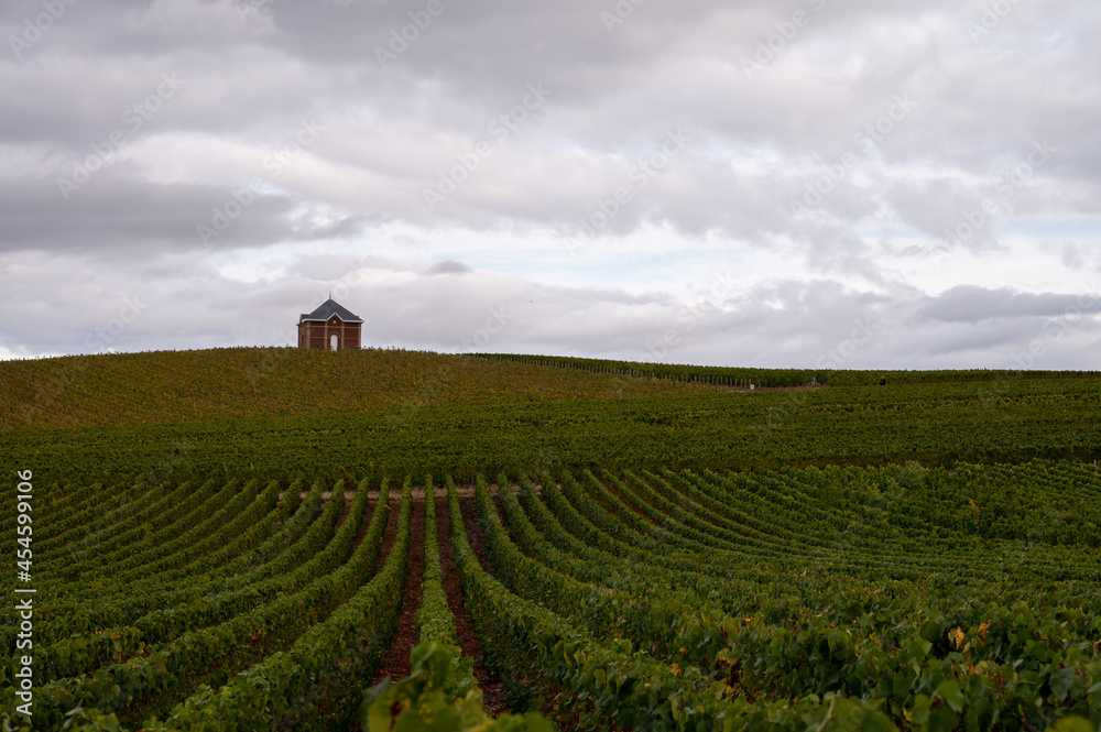 Landscape with green grand cru vineyards near Epernay, region Champagne, France in rainy day. Cultivation of white chardonnay wine grape on chalky soils of Cote des Blancs.