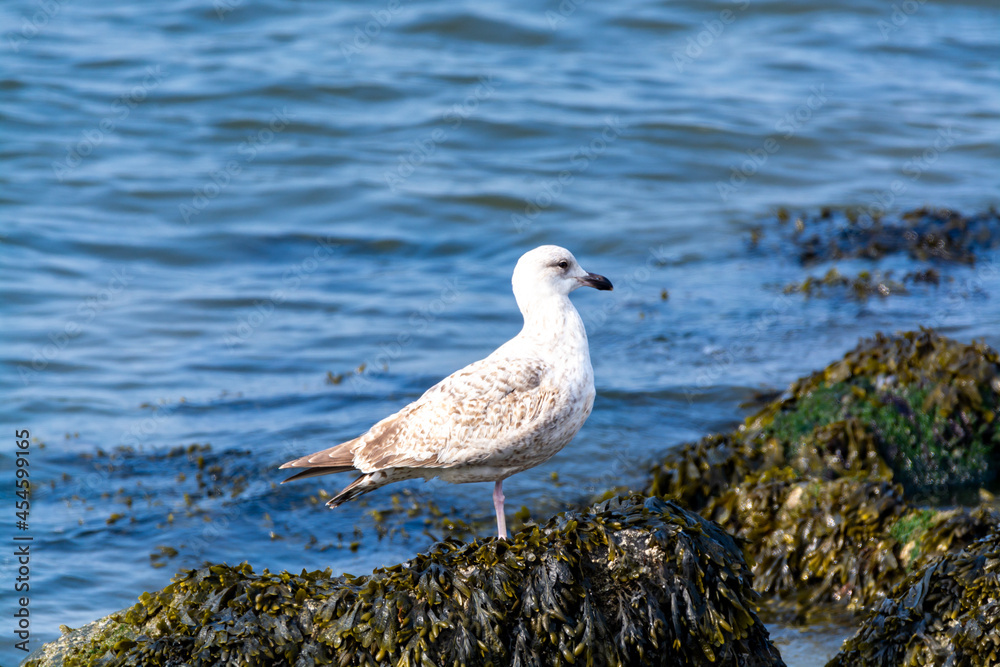 Young seagull sitting on stone during low tide in North Sea, Zeeland, Netherlands Young seagull sitting on stone during low tide in North Sea, Zeeland, Netherlands