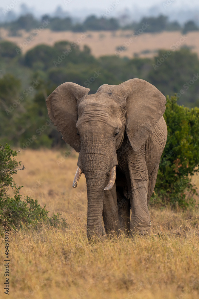 Fototapeta premium Clsoe up of African Bush Elephants walking on the road in wildlife reserve. Maasai Mara, Kenya, Africa. (Loxodonta africana)