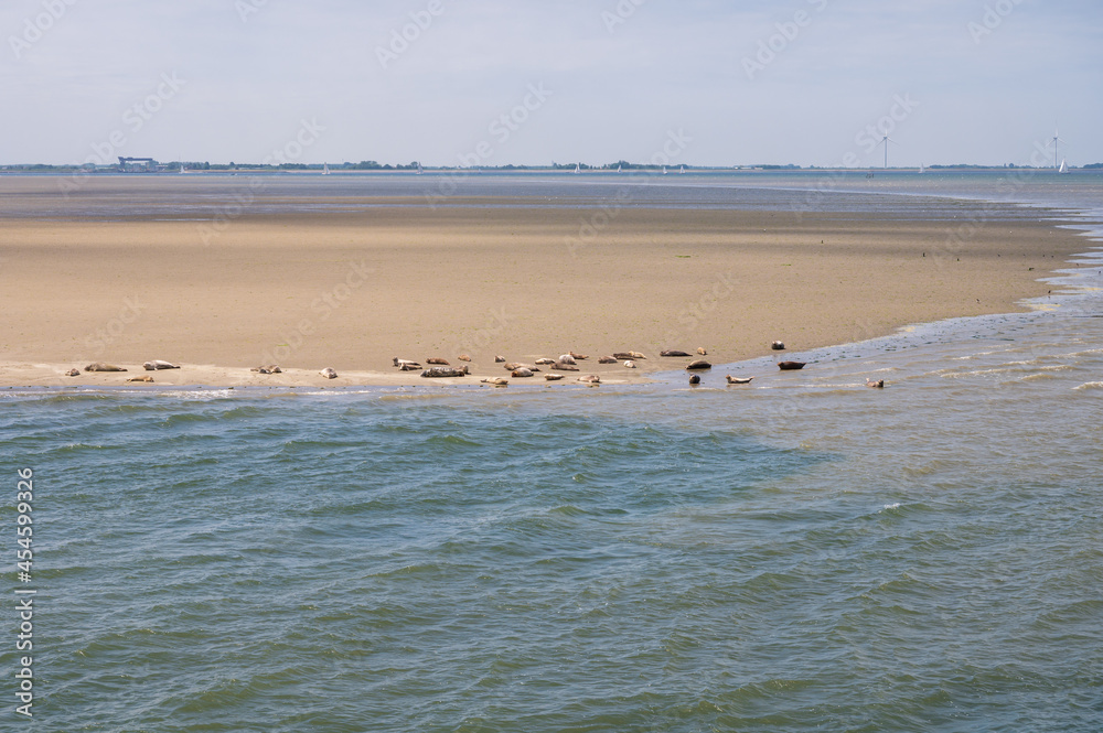 Animal collection, group of big sea seals resting on sandy beach during low tide in Oosterschelde, Zeeland, Netherlands Animal collection, group of big sea seals resting on sandy beach during low tide in Oosterschelde, Zeeland, Netherlands
