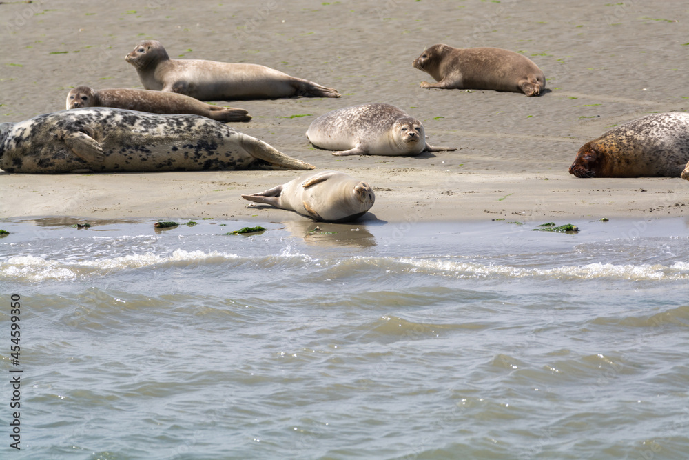 Fototapeta premium Animal collection, group of big sea seals resting on sandy beach during low tide in Oosterschelde, Zeeland, Netherlands