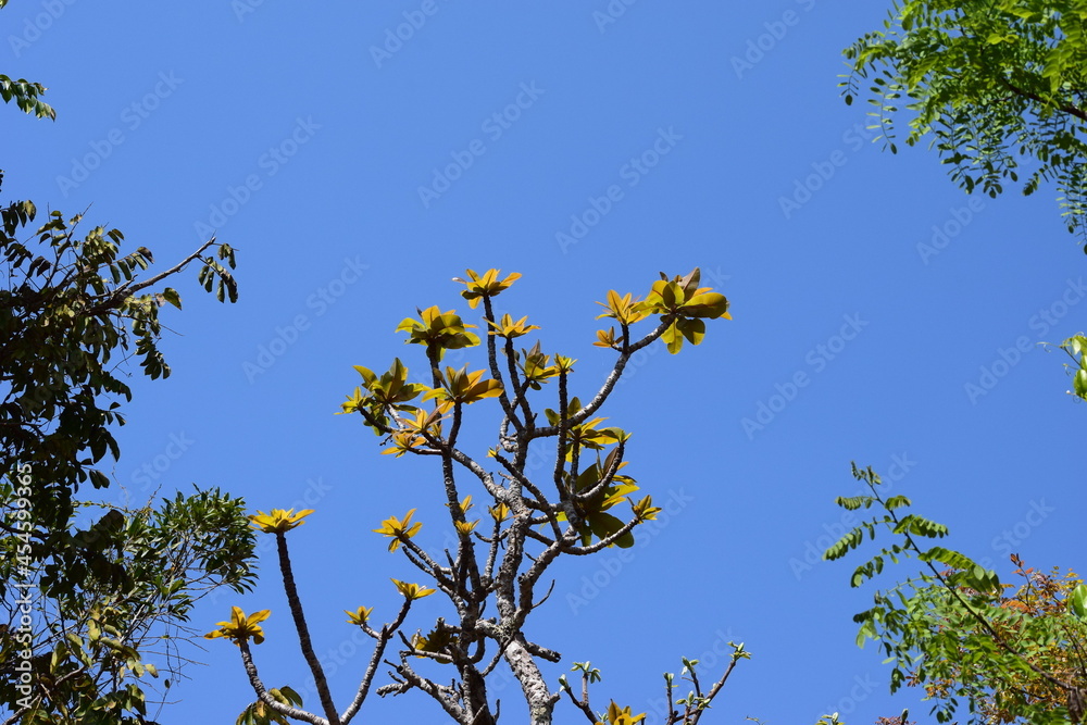 folhas no Cerrado folhas no Cerrado