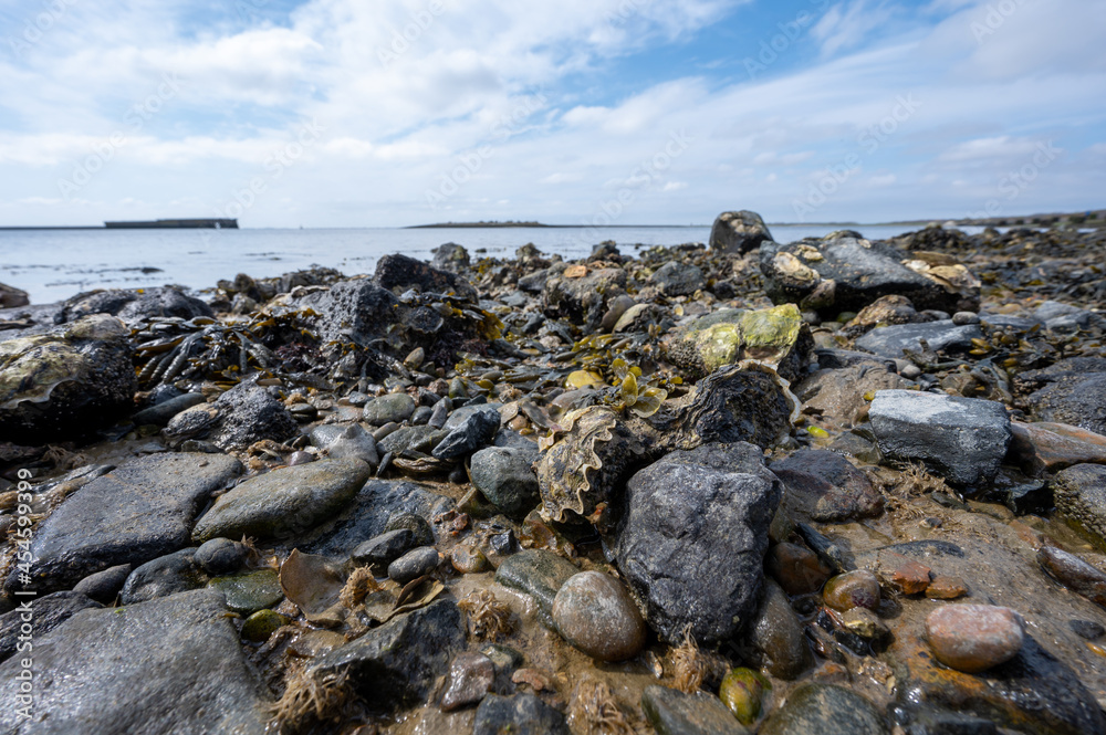 Wild creuse oysters shellfish growing on stones in salted water of Oesterschelde during low tide, Zeeland, Netherlands Wild creuse oysters shellfish growing on stones in salted water of Oesterschelde during low tide, Zeeland, Netherlands