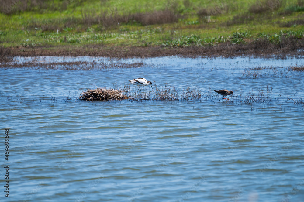 Fototapeta premium View from observation post on nature reserve area for birds protection in Zeeland, Netherlands