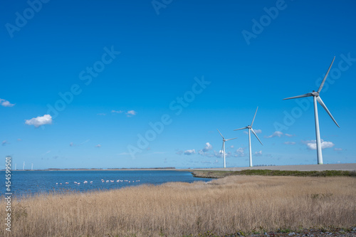 Dutch landscape  windmills in Zeeland  birdswatching and coliny of pink flamingos on Grevelingenmeer  Netherlands