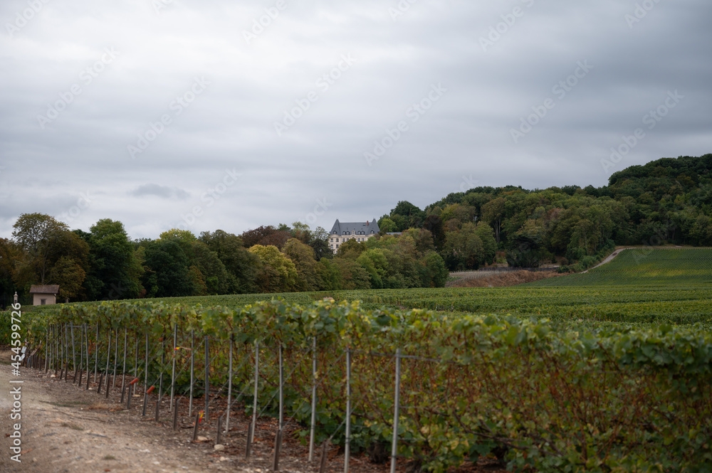 Naklejka premium Landscape with green grand cru vineyards near Epernay, region Champagne, France in rainy day. Cultivation of white chardonnay wine grape on chalky soils of Cote des Blancs.
