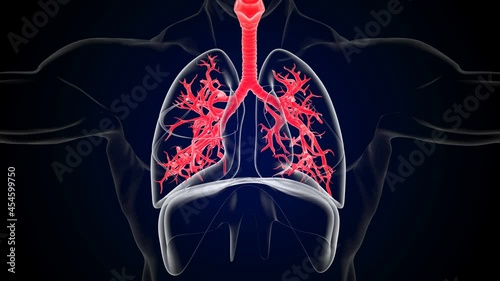 Wallpaper Mural Human lungs breathing movement of inspiration and expiration diaphragm function 3D Torontodigital.ca