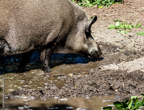 Eurasian wild boar playing in the mud. Calgary Zoo  Calgary  Alberta  Canada