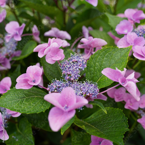Wallpaper Mural pink flowers in the garden Torontodigital.ca