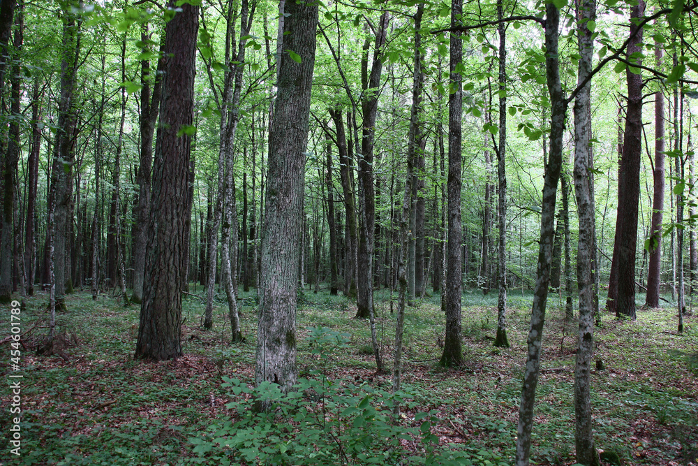 Summer day. A fragment of the wood in which the hornbeam prevails. Purity and a cool under green crowns. Summer day. A fragment of the wood in which the hornbeam prevails. Purity and a cool under green crowns.