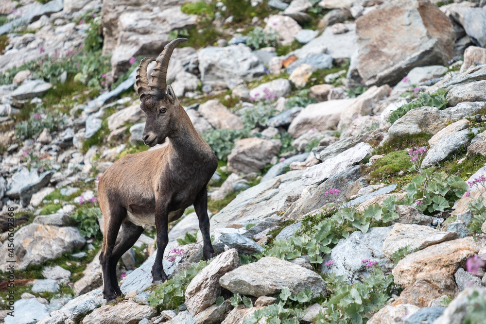 Ibex in mountains (Italian Alps) Ibex in mountains (Italian Alps)