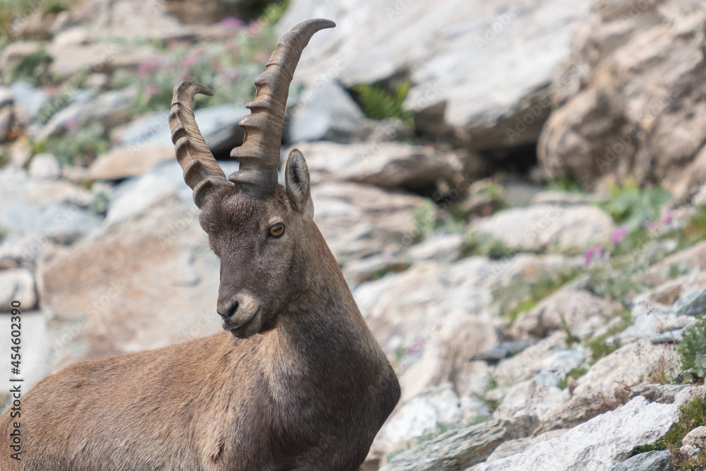 Ibex in mountains (Italian Alps)