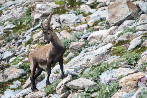 Ibex in mountains (Italian Alps)