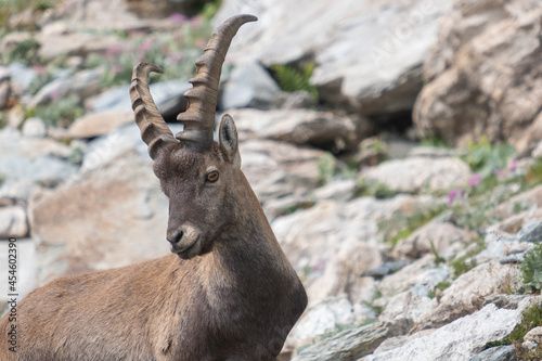 Ibex in mountains (Italian Alps)