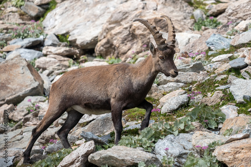 Ibex in mountains  Italian Alps 