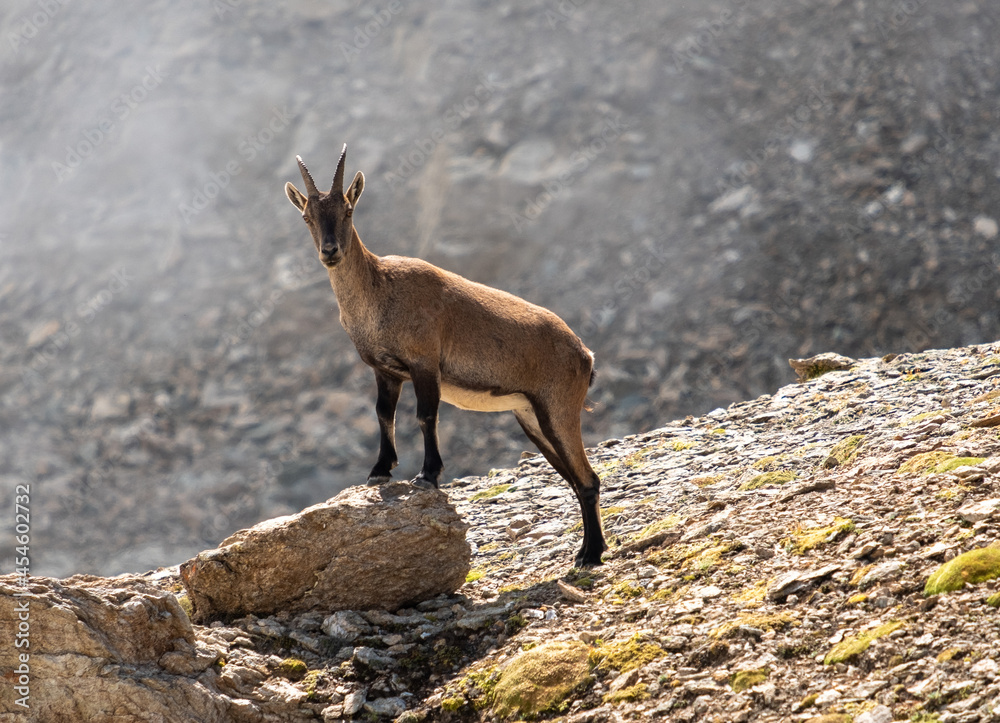 Chamois in mountais (Italian Alps) :