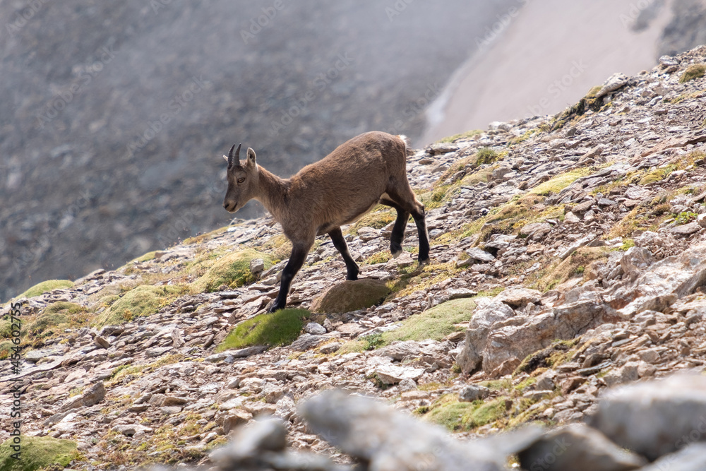 Chamois in mountais (Italian Alps) : Chamois in mountais (Italian Alps) :