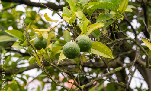 Lime fruit or green lemon hanging from the branches on tree.Organic healthy food and agriculture concept.