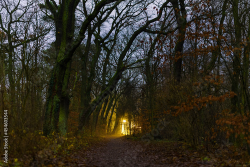 Late in the evening in the woods  a forest path and lanterns