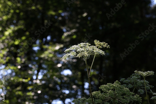 Hite flowering plant caraway or meridian fennel