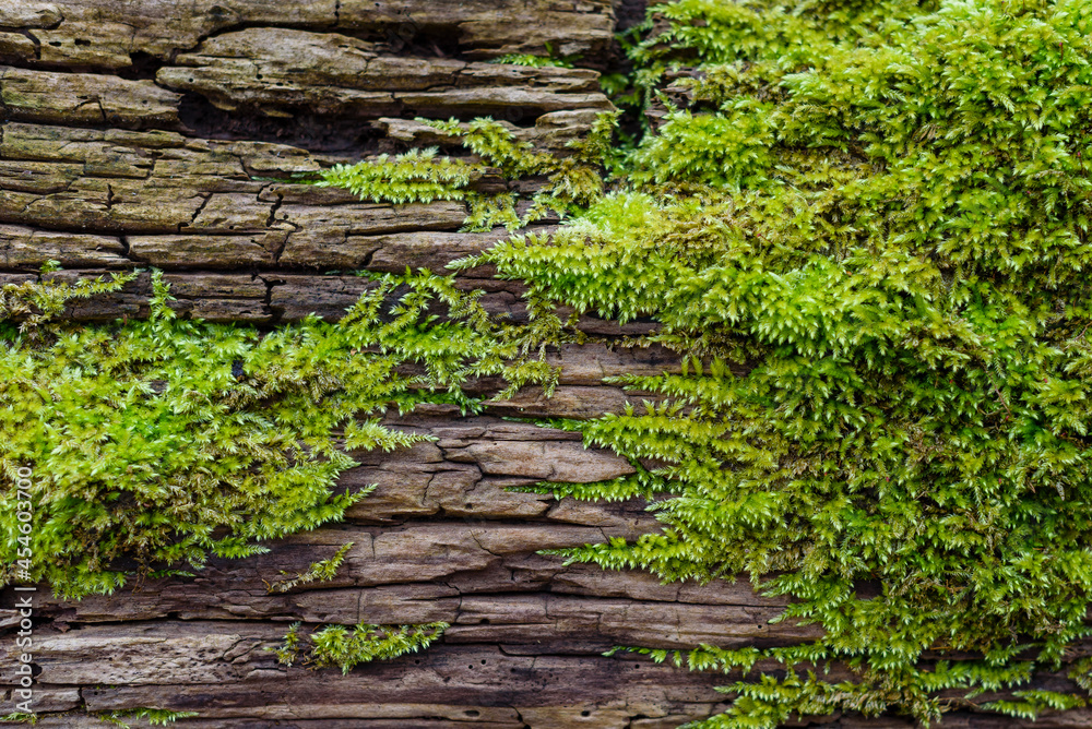 Moss that grows on dead wood, Moss on dead wood Moss that grows on dead wood, Moss on dead wood