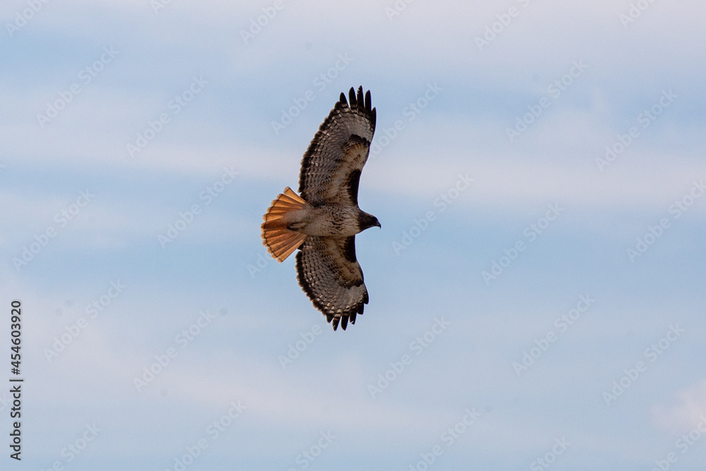 Fototapeta premium red tail hawk in flight