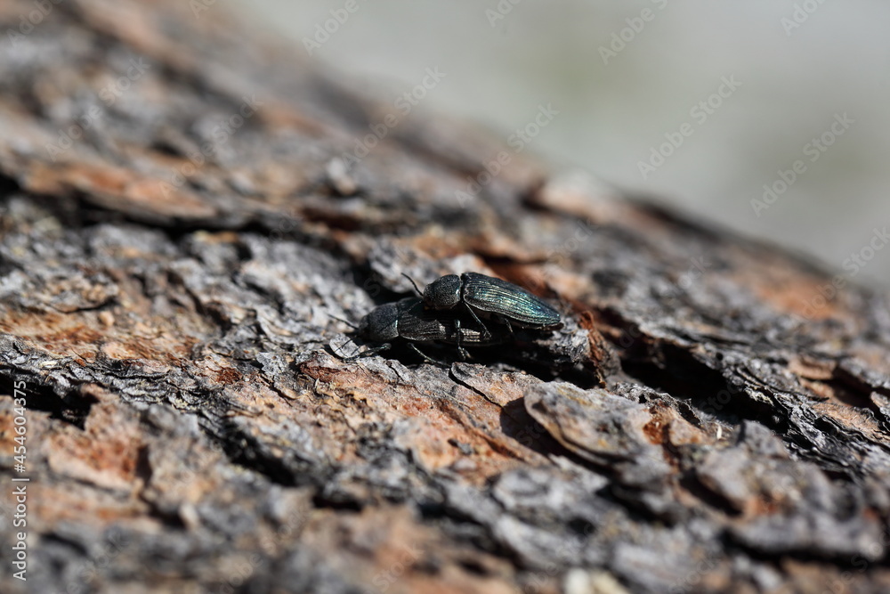 Obraz premium Prachtkäfer