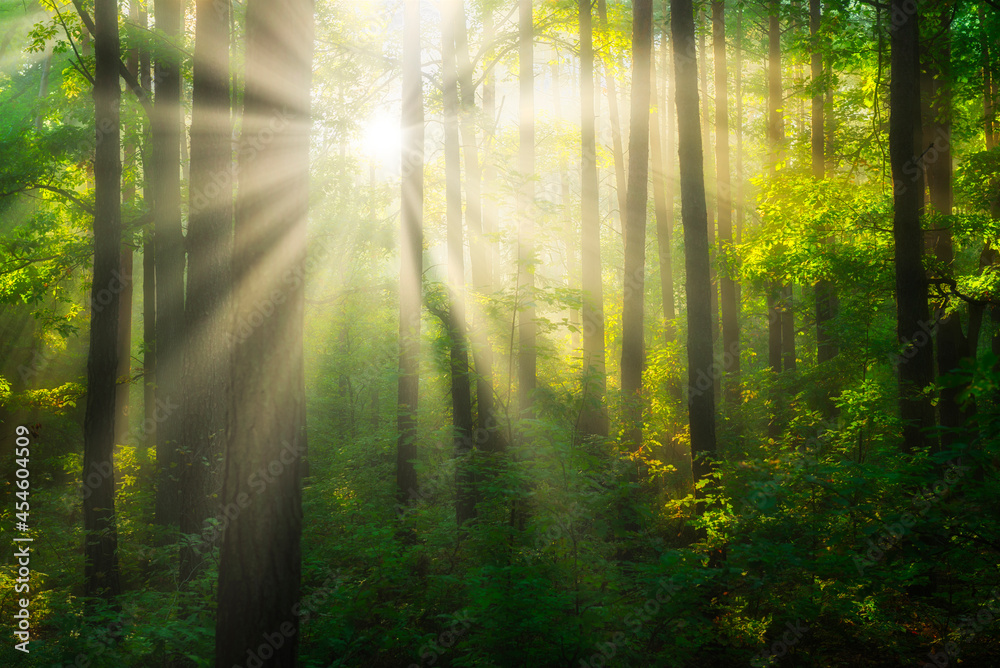 Naklejka premium Beautiful morning in the forest