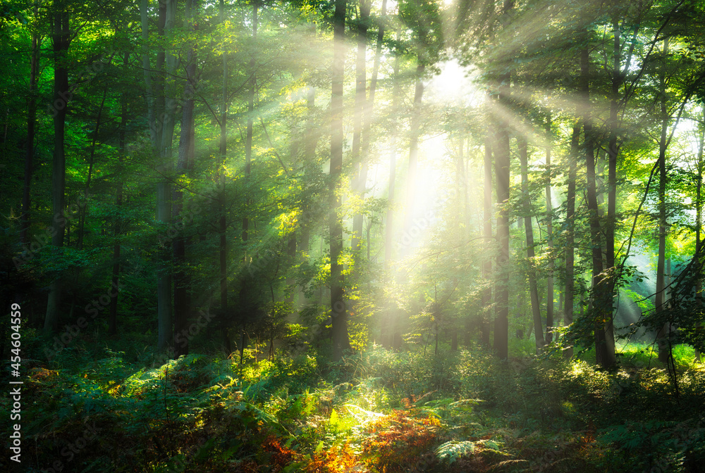 Fototapeta premium Beautiful morning in the forest