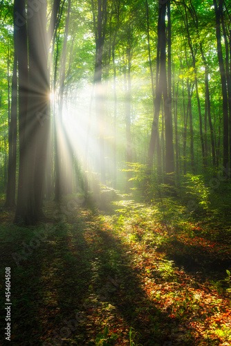 Piękny poranek w lesie