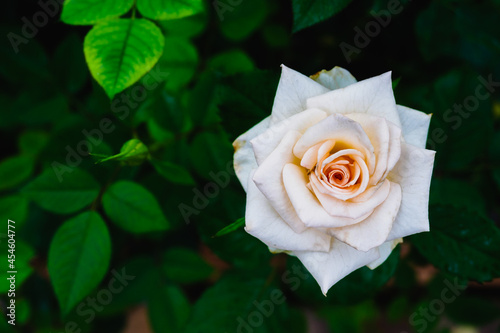 Beautiful white rose and green leaves in the garden with copy space, sign of pure love