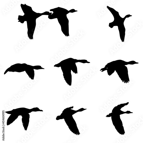 Patos volando