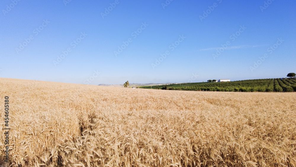 wheat field in the summer, wheat field with a vineyard in the background, wheat fiel in a sunny day, wheat fiel in andalucia
