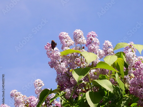 fleur ,lilas, papillon