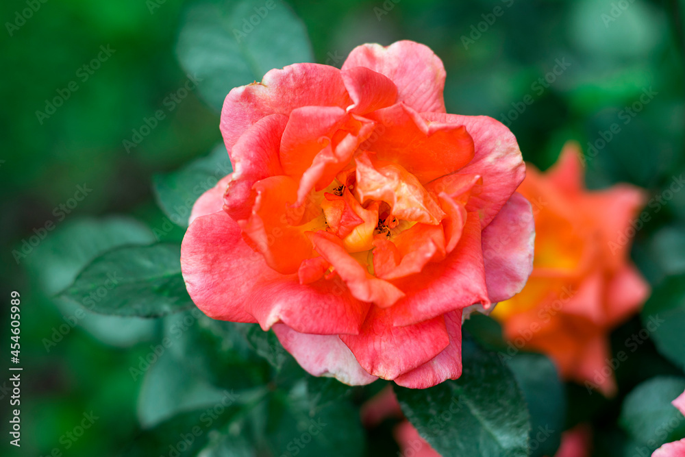 Orange single rose, close up view