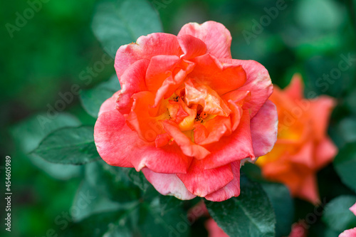Orange single rose, close up view
