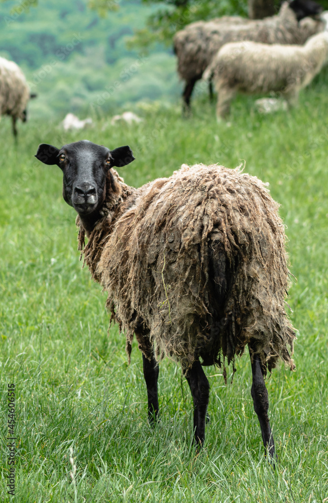 Fototapeta premium A sheep with a black head and dirty hair looks at the camera. A pasture in the mountains. Green grass and other sheep in the background. The concept of animal husbandry.