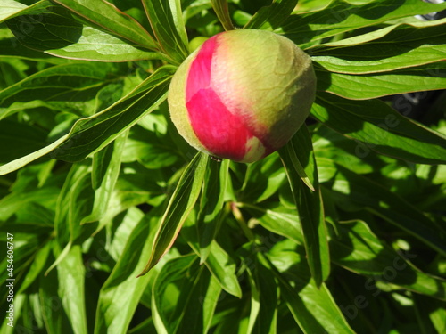 pivoine