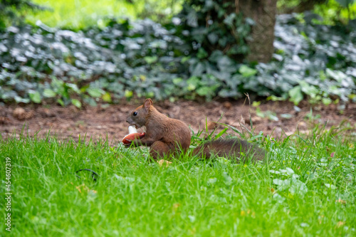 Eichhörnchen sitzt in der Wiese und isst einen Pilz