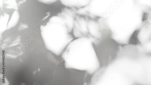Transparent shadow of tree branch through curtain swaying on the wind. Overlay background with natural morning lighting at sunny day and blurred leaves silhouette on white texture.