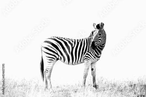 Zebra High-key