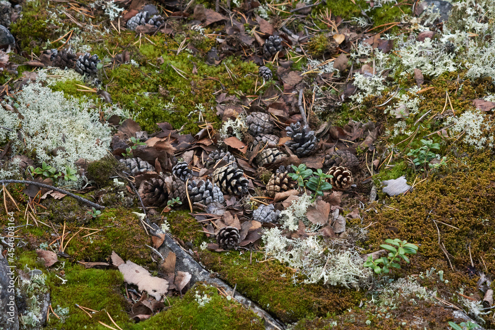 Fototapeta premium Northern forest, Beautiful nature